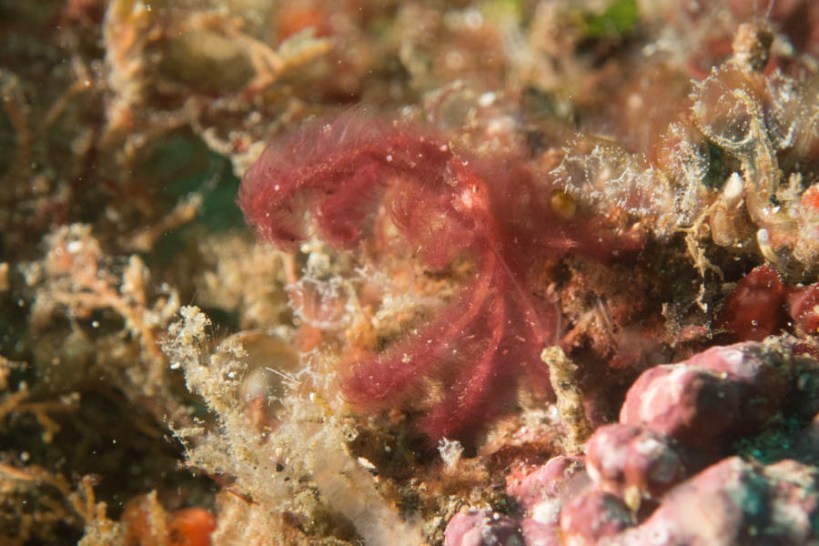 Orangutang crab also only 1 cm or so