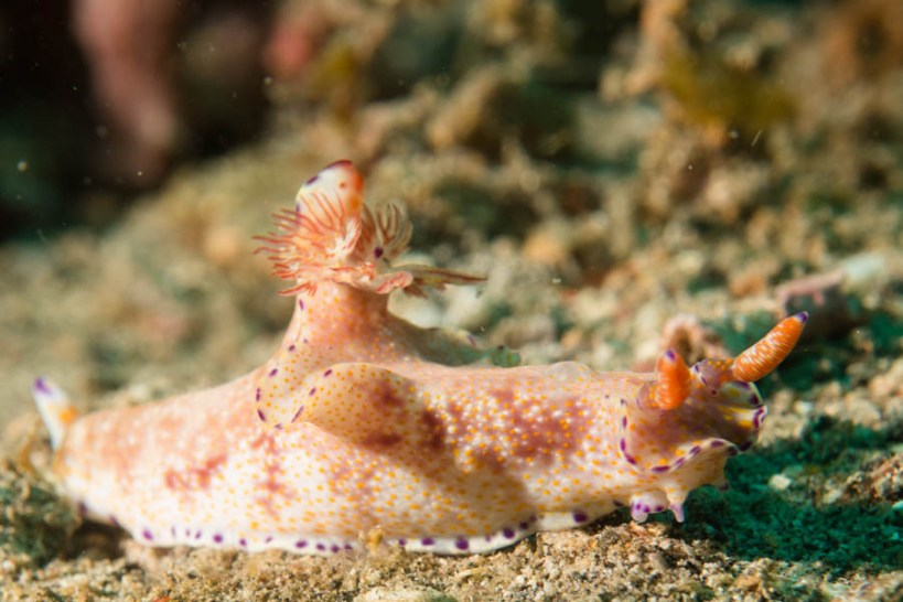 Ceratosoma tenue nudibranch