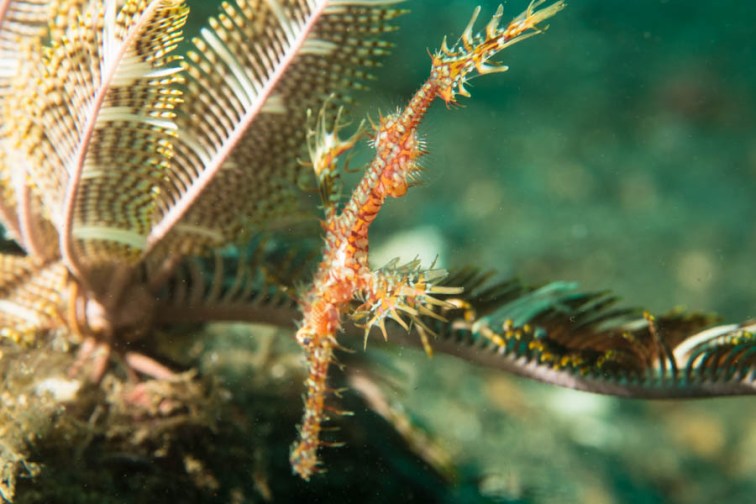 Ornate ghost pipe fish