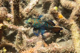 mandarin fish