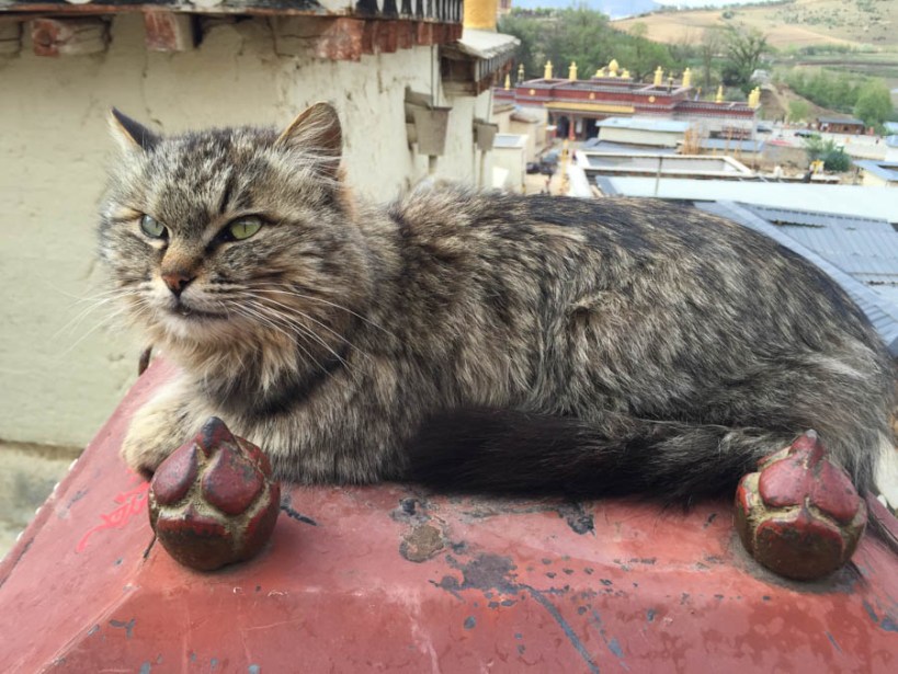 The guardian of the shrine