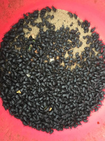 Bird food - delicious beetles