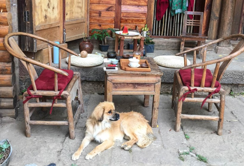 The yunnanese LOVE dogs, they are everywhere. Shaxi, guarding the table