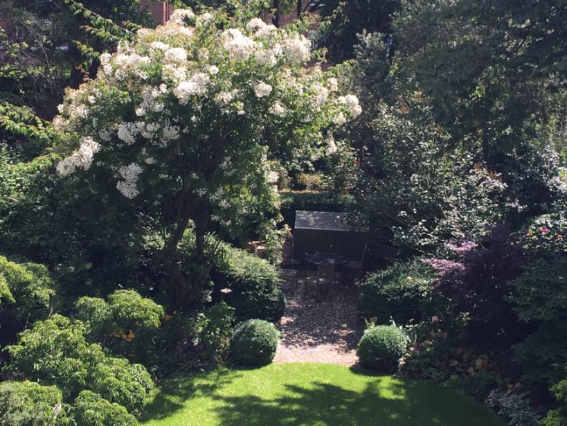 Looking down on the garden at Parkhill - the kiftsgate rose in full bloom