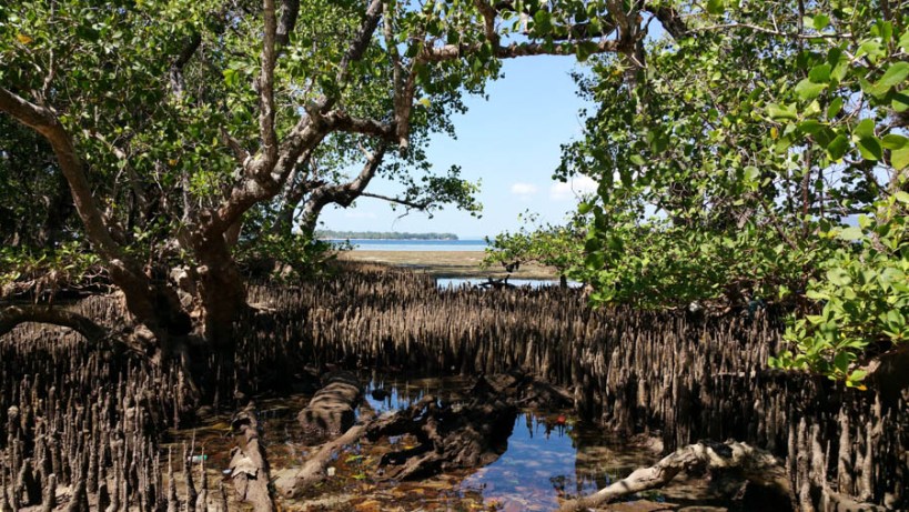 The mangroves at low tide