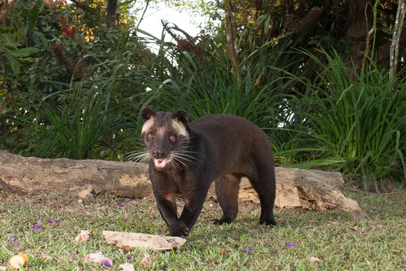 Bob, the mask-faced civet