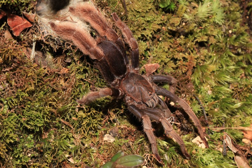Tarantula - Theraphosida Hoggsii