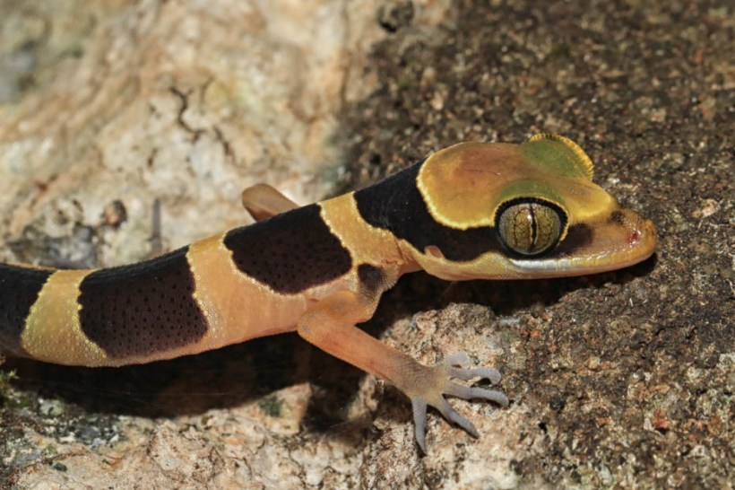 Beautiful slender-toed gecko