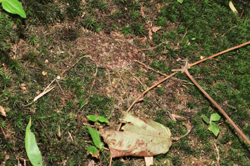 The trapdoor, when closed