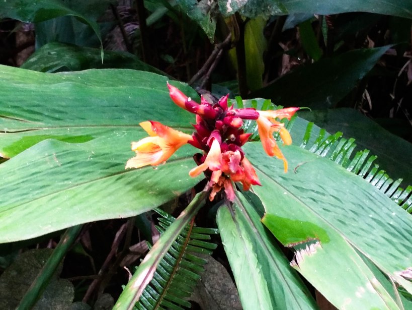 Wild ginger flower