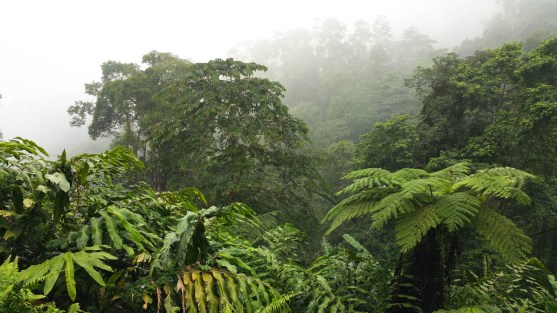 Wild tree ferns bond - so did the mist and fog!