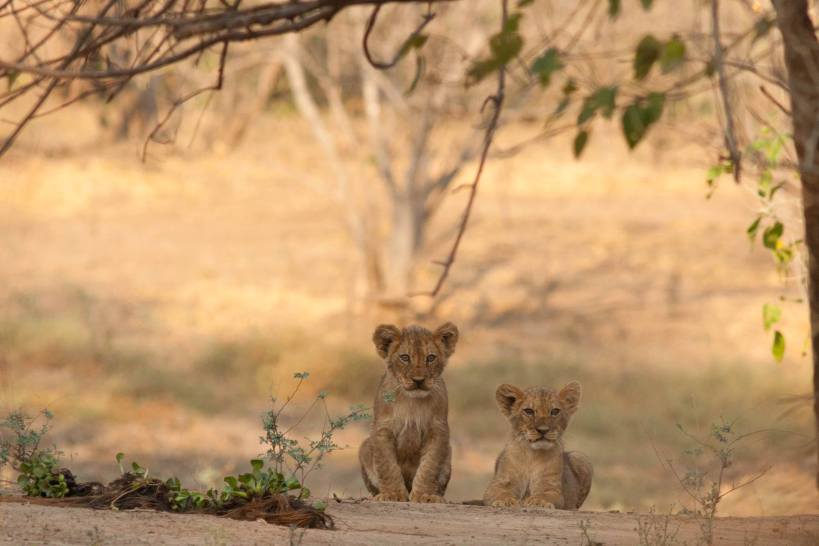 Dear little 3 month old cubs by the kill