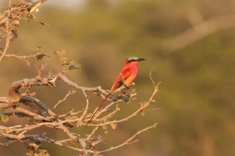Carmine bee-eater