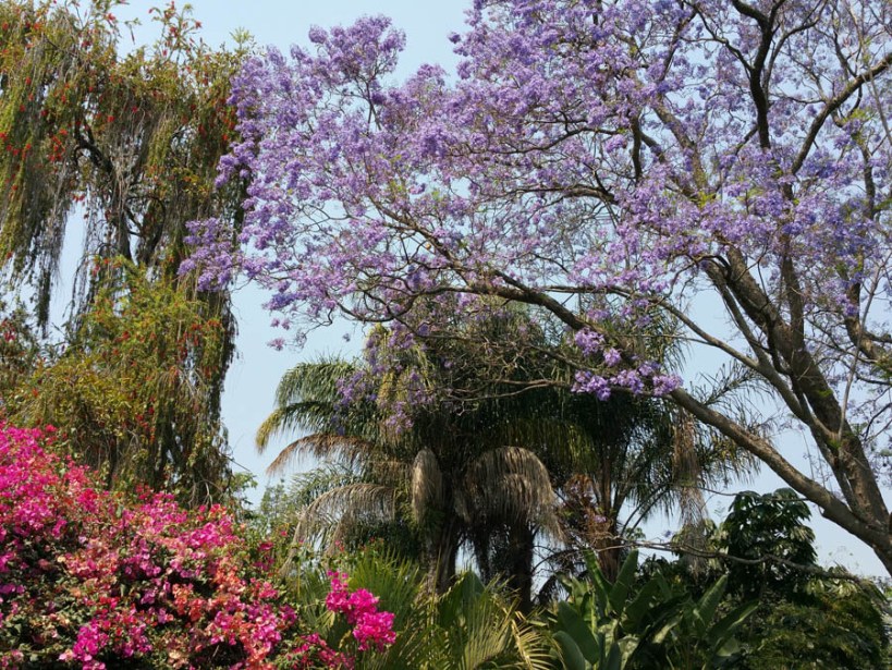 Jacaranda trees in York Lodge garden