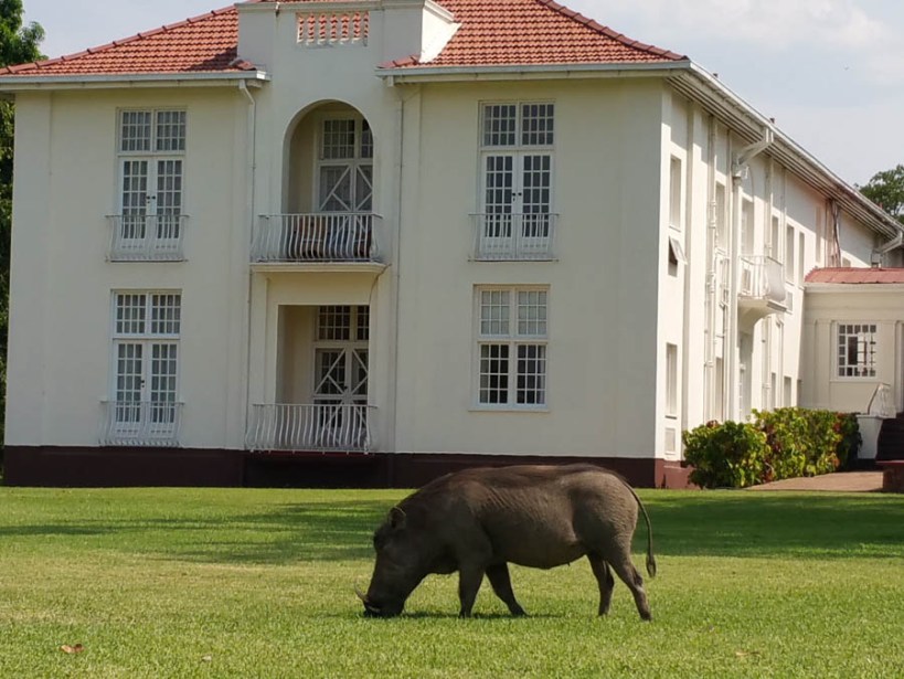 Those damn pigs digging up the lawn!