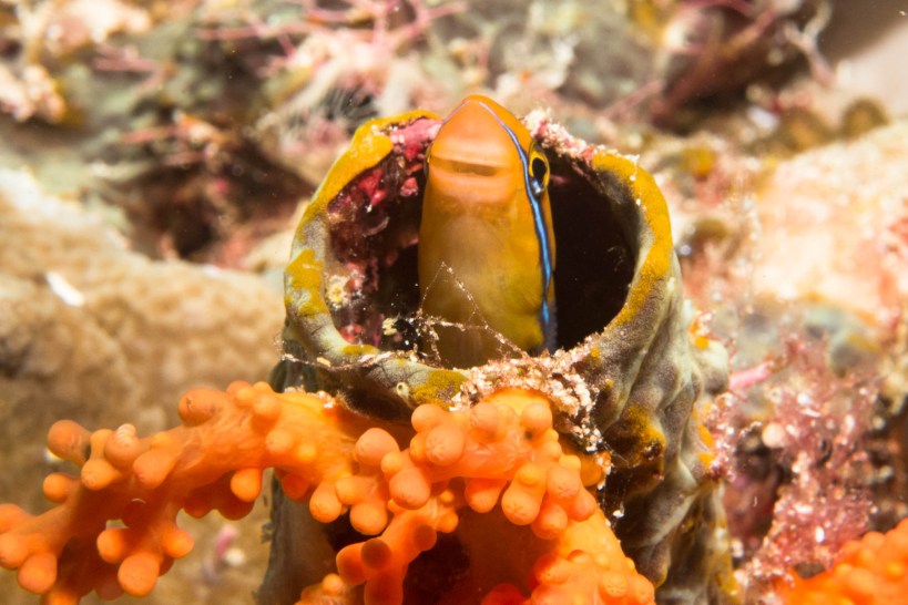 Blenny saying hi-de-hi
