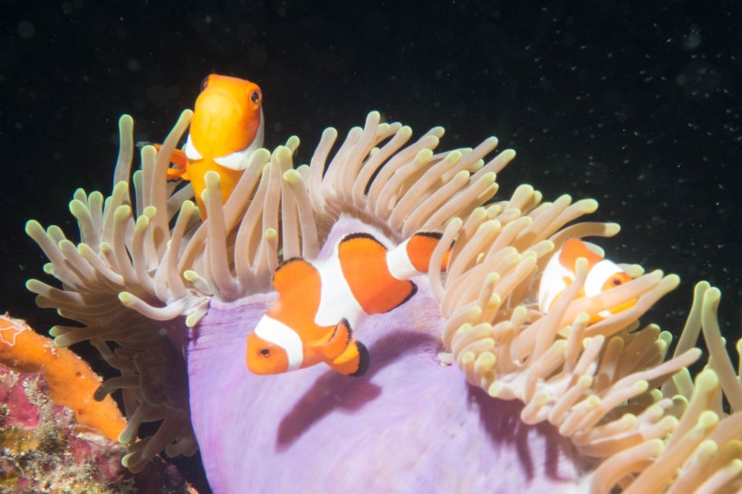 Nemo - or anemone fish -guarding his patch