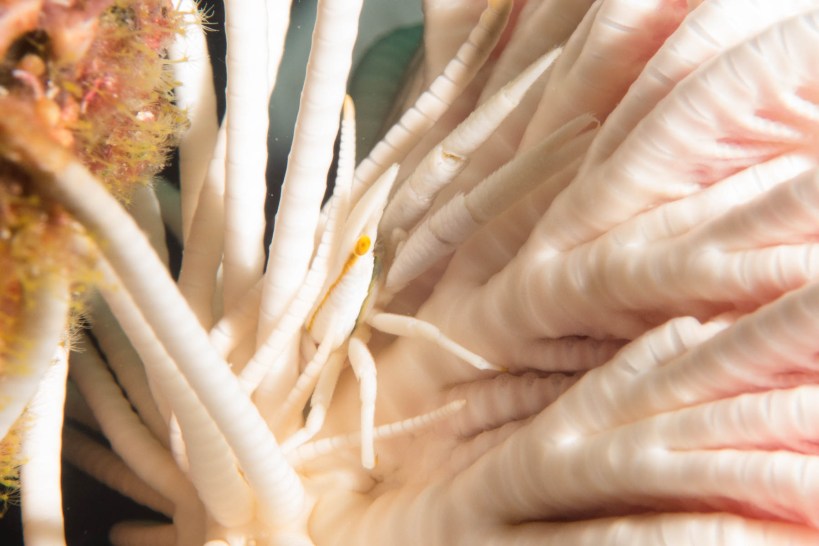 Elegant squat lobster