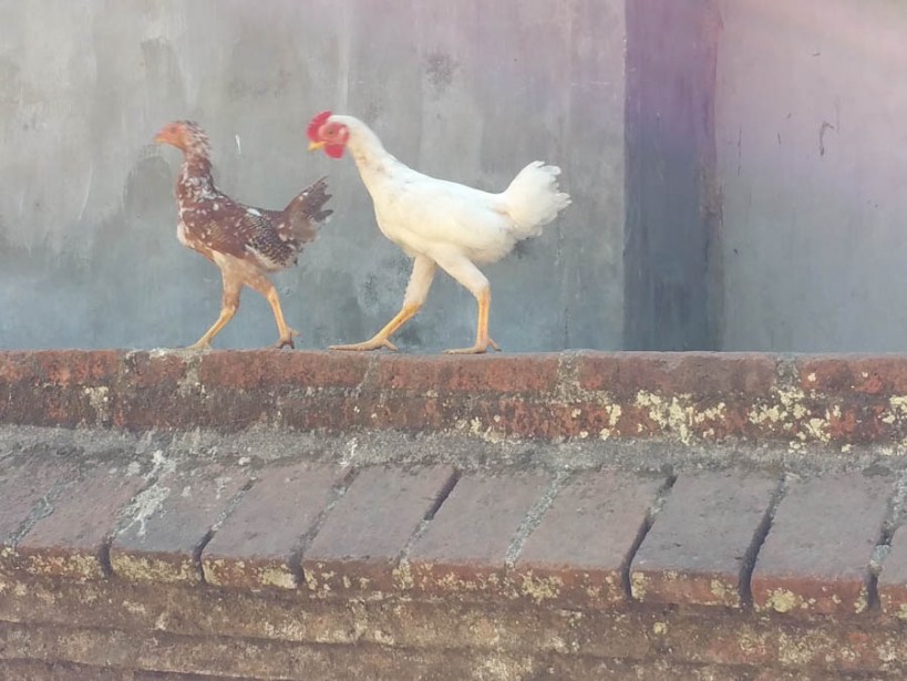 Cock of the walk