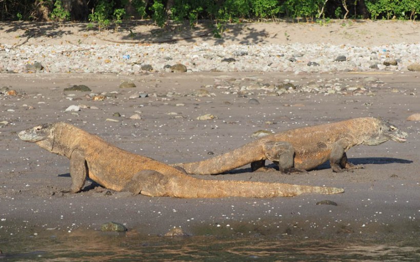 Komodo Dragon, Rinci Island