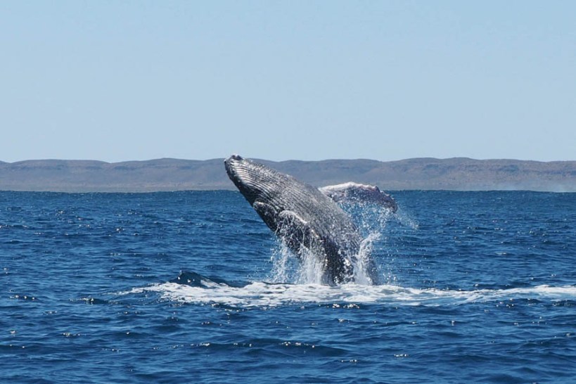 ningaloo-31