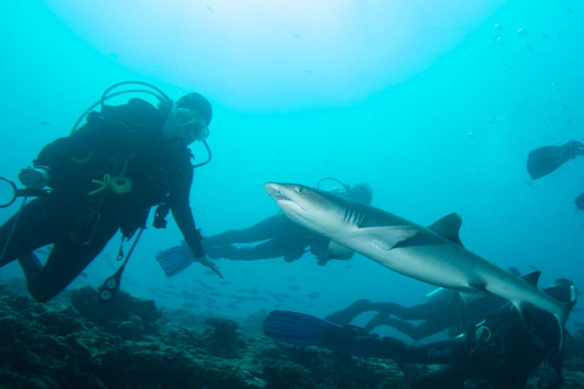 Vicky with White tip, Maya Thila