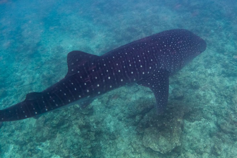 Whale shark, South Ari