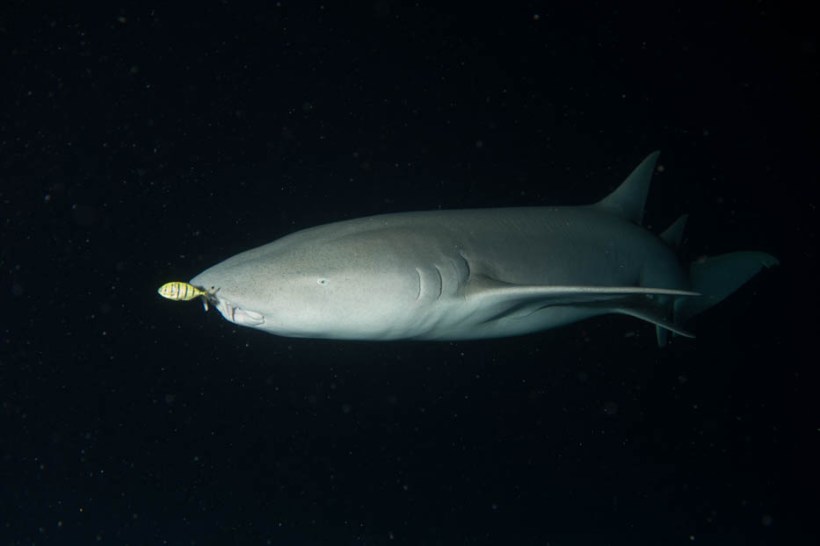 Nurse shark, Alimantha, Vaavu Atoll