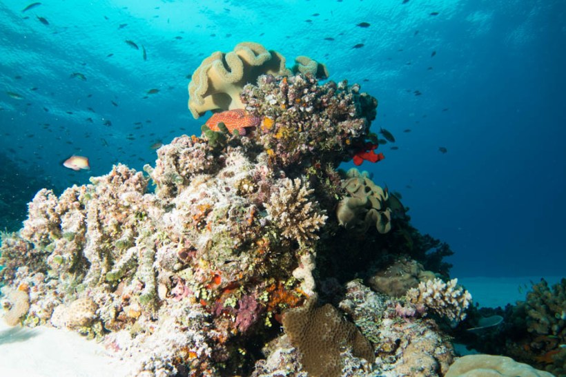 Bommie, Alimantha Kandu