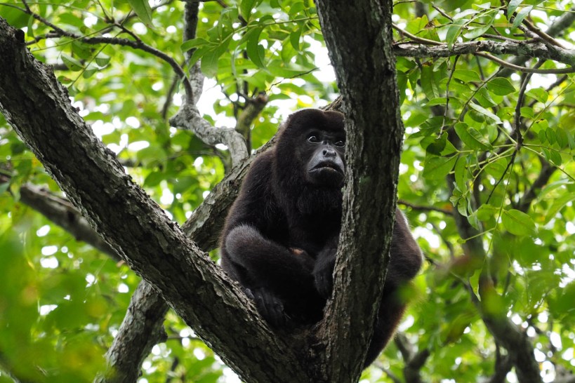 Howler monkey