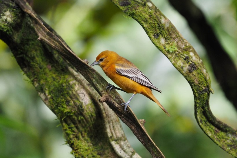 Flame-coloured Tanager?