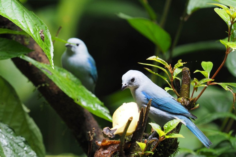Blue-grey Tanager