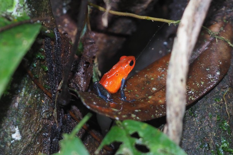 Blue jean Dart Frog