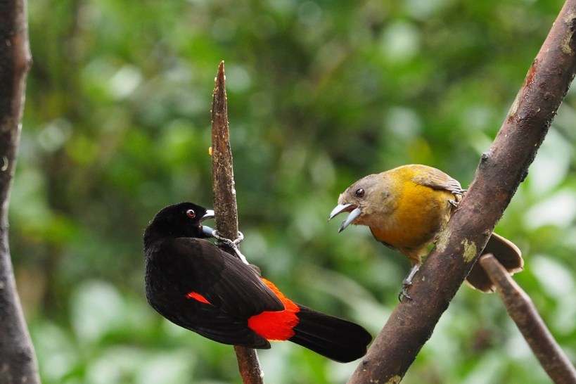 Passerini's Tannager