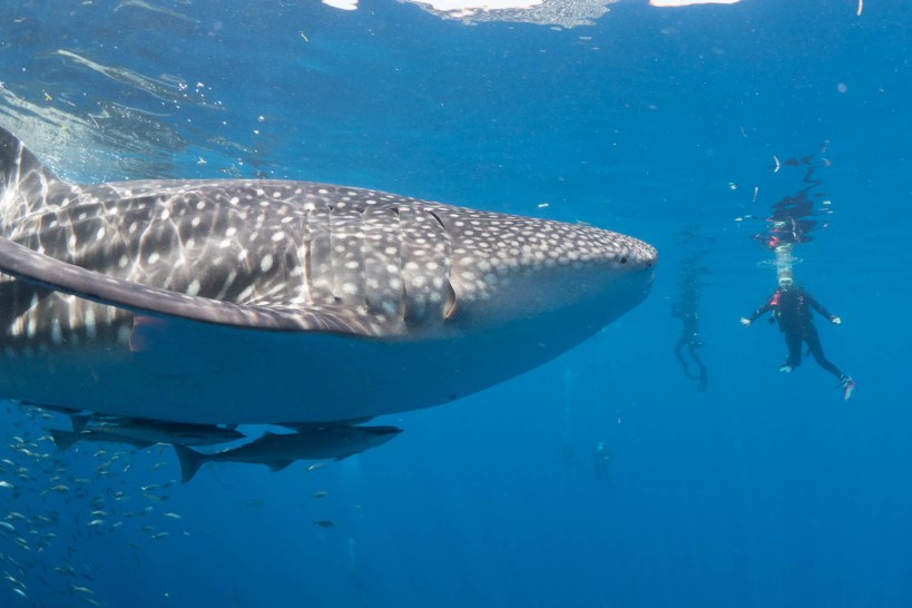 Whale sharks, Kwatisore Bay
