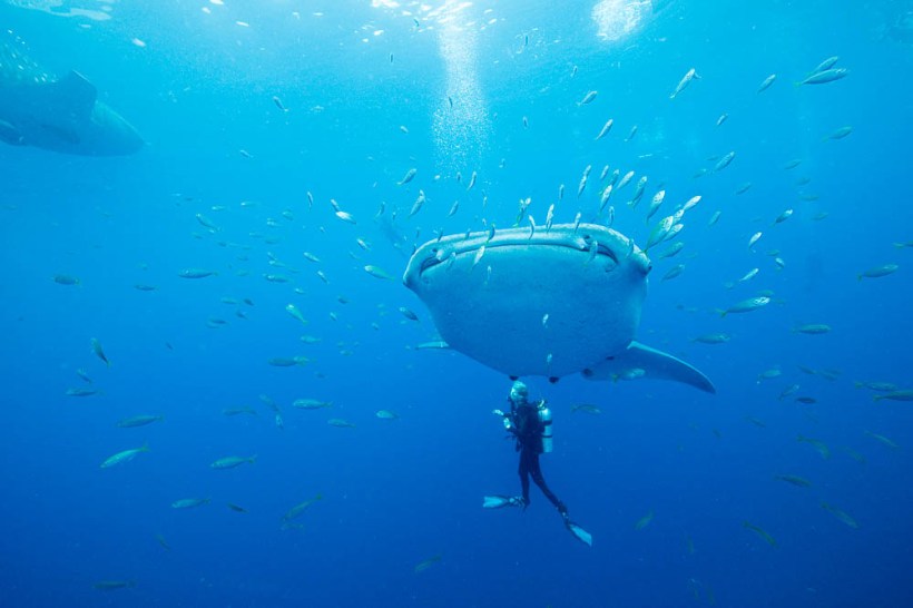 Whale_Sharks (1 of 34