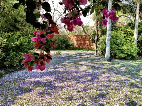 jacaranda York Lodge - 1