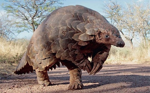 pangolin_3180820b_trans_NvBQzQNjv4BqpJliwavx4coWFCaEkEsb3kvxIt-lGGWCWqwLa_RXJU8