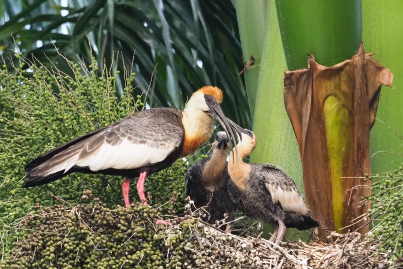 Ibis mother and babies