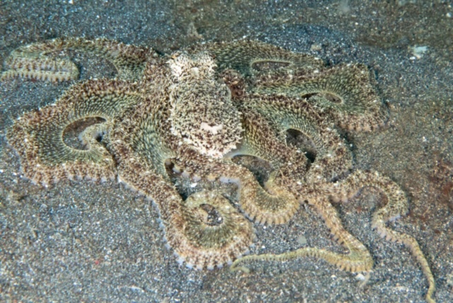 White-V Octopus
