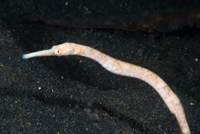 Pipefish