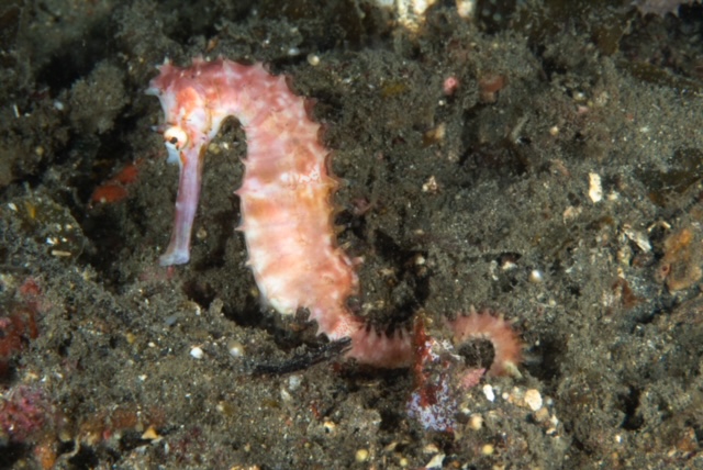 Seahorse