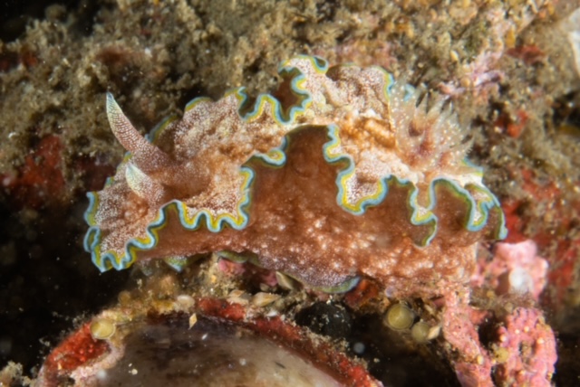 Glossodoris