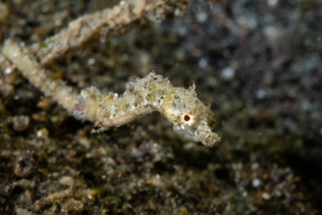 Pigmy Pipefish